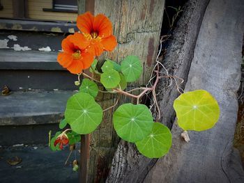 Close-up of plant growing on wood