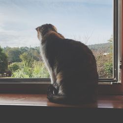 Cat looking through window