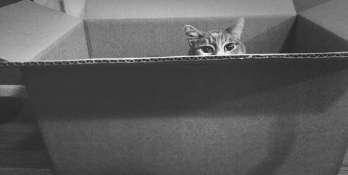 Portrait of cat