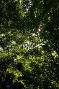 Low angle view of trees in forest