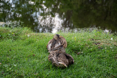 Duck on rock in field