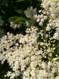 Close-up of white flowering plant