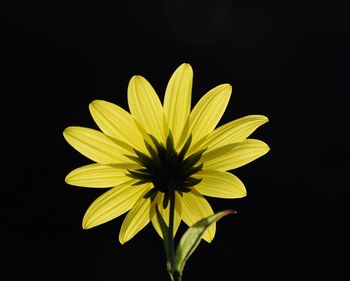 Close-up of yellow flower against black background