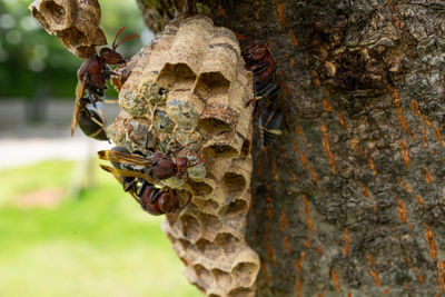 Close-up of mushrooms on tree trunk