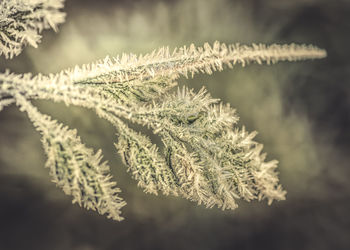 Close-up of frosted plant