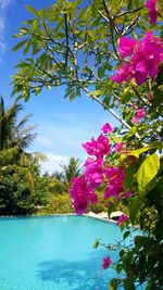 Close-up of pink bougainvillea blooming by tree against sky