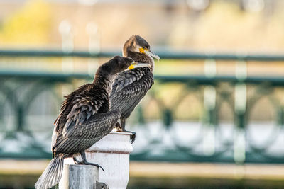 Bird perching on wooden post