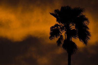 Silhouette of palm trees at sunset