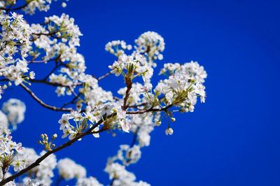 Low angle view of cherry blossom tree