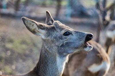 Close-up of deer