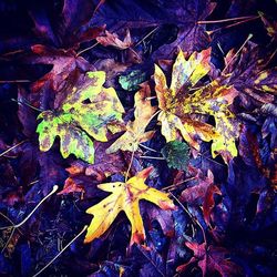 Close-up of maple leaves