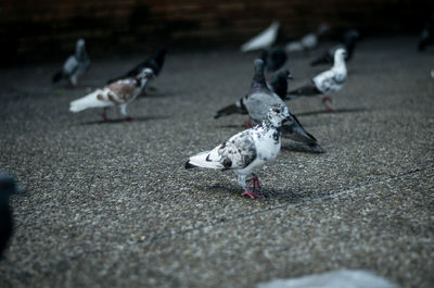 High angle view of pigeons feeding on street