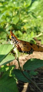 Close-up of butterfly on leaf