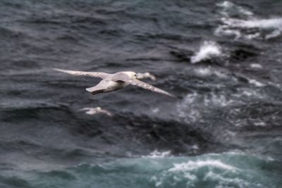 Seagull flying over sea