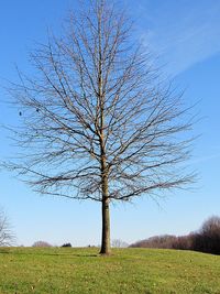 Bare tree on field against clear sky