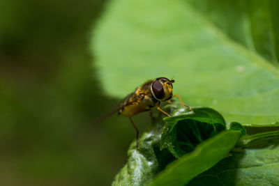 Close-up of fly on leaf