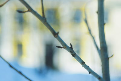 Close-up of plant in snow