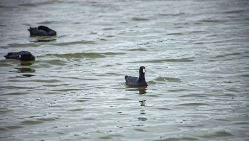 Ducks swimming in lake