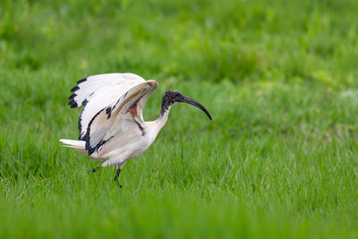 Side view of a bird on grass