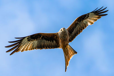 Low angle view of eagle flying