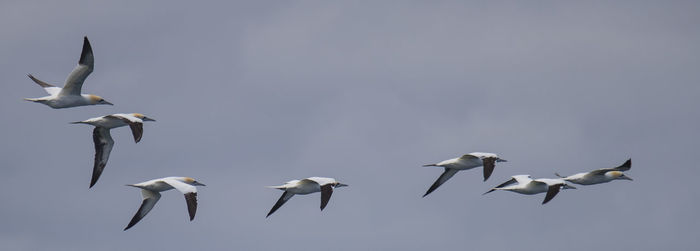 Seagulls flying against sky