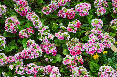 Close-up of pink flowers