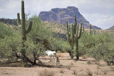 Horses in a field