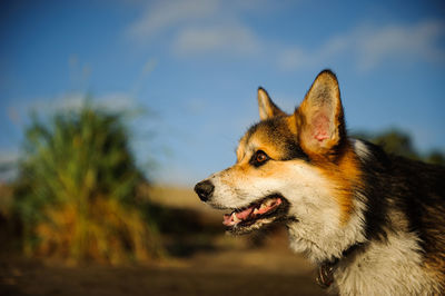 Close-up of dog looking away against sky