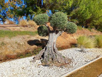 View of tree trunk on field