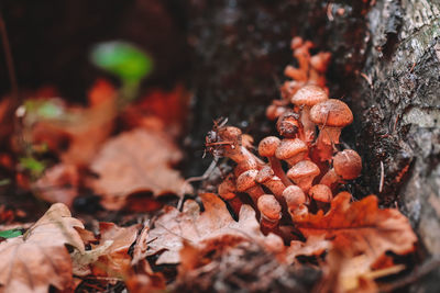 Close-up of mushrooms growing on field during autumn