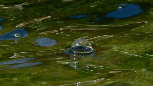 High angle view of turtle in water