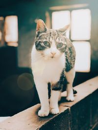 Portrait of cat looking at camera