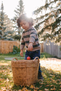 Young boy picking apples in the garden