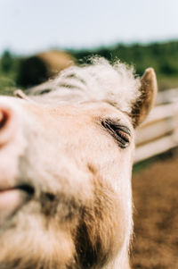 Close-up of a horse eye