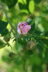 Close-up of pink rose