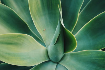 Full frame shot of succulent plant