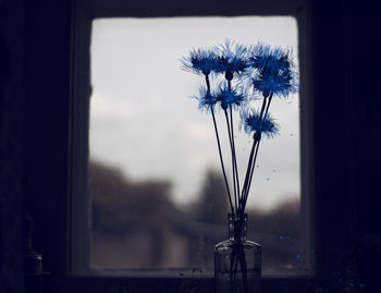 Cornflowers in the vintage bottle. evening mood.