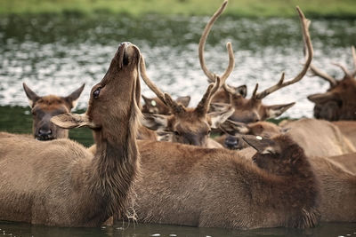 Deer in a lake