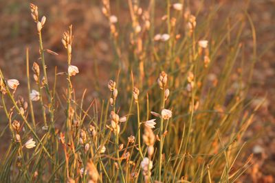 Close-up of flowering plants on land