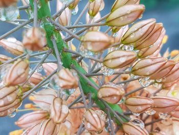 Close-up of wet flowering plants