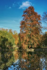 Reflection of trees in lake against sky