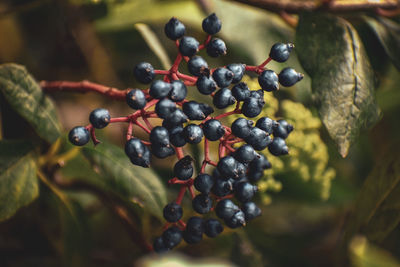 Berries in the tree