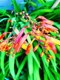 Close-up of red flowering plant