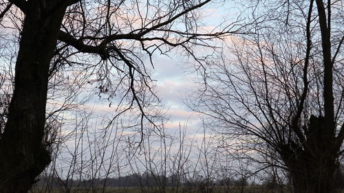 Bare trees against sky in forest