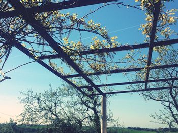 Low angle view of flower tree against sky