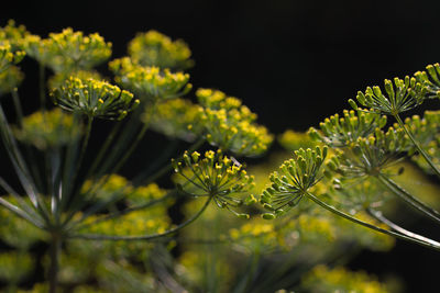 Close-up of yellow flowering plant