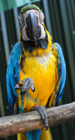 Close-up of parrot perching on branch