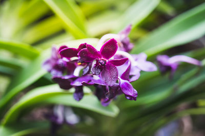 Close-up of purple flowering plant