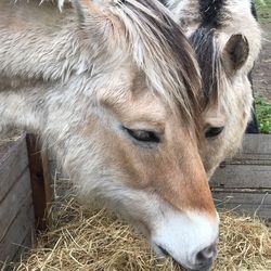 Close-up of horse