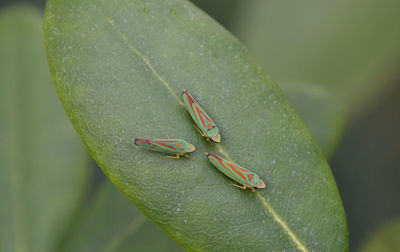 Close-up of insect on leaf